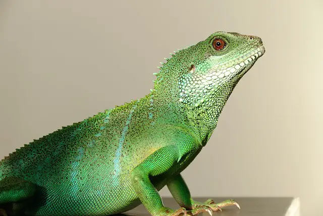 Why Is My Chinese Water Dragon Bloated? Common Causes and Solutions