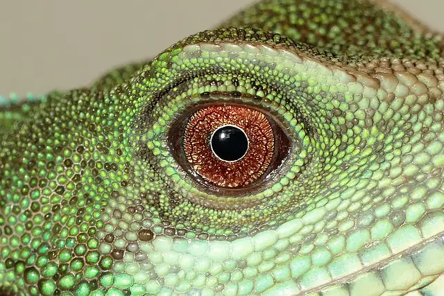 Why Chinese Water Dragons May Refuse to Open Their Eyes