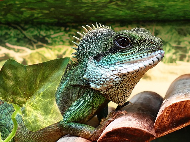 Why Is My Chinese Water Dragon Sleeping So Much: Possible Reasons and Solutions