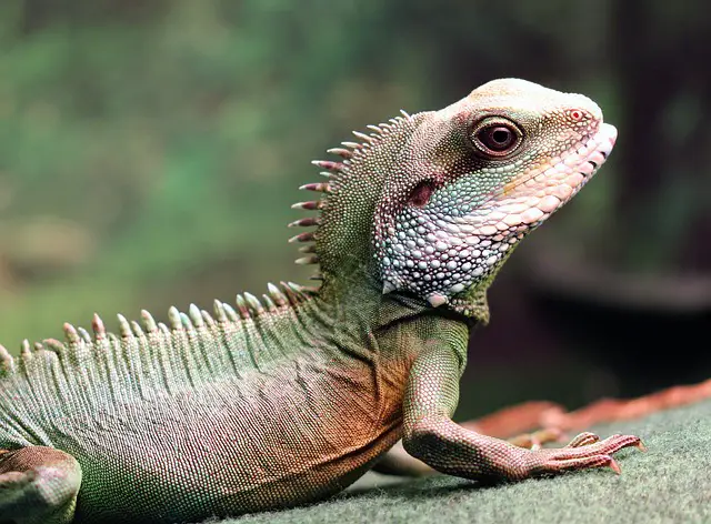 Can Chinese Water Dragons Drop Their Tails: A Comprehensive Guide