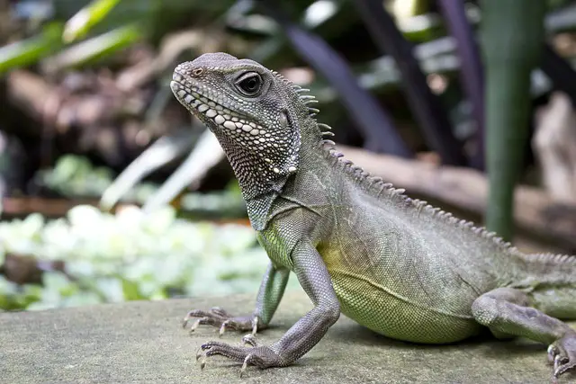 Are Chinese Water Dragons Good for Beginners? A Clear and Neutral Answer