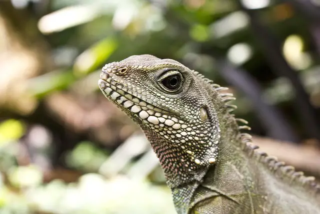 Can Chinese Water Dragons Coexist with Turtles?