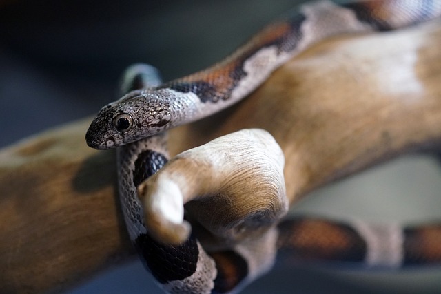 What Are the Benefits of Keeping Snakes as Pets: A Comprehensive Guide