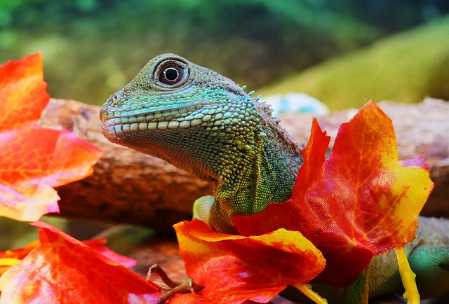 Why Your Chinese Water Dragon Isn’t Eating: Possible Reasons and Solutions