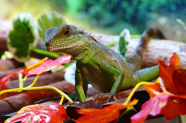 Can Chinese Water Dragons Coexist with Other Lizards?
