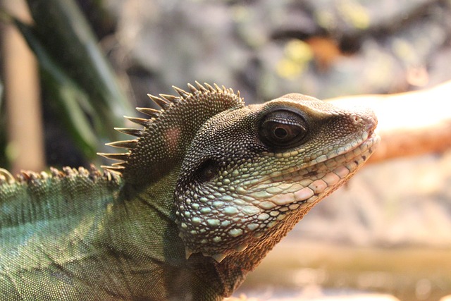 How Smart Are Chinese Water Dragons? A Comprehensive Look at Their Intelligence