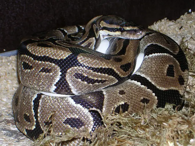How Hot Should a Ball Python’s Heat Mat Be? A Clear and Knowledgeable Guide