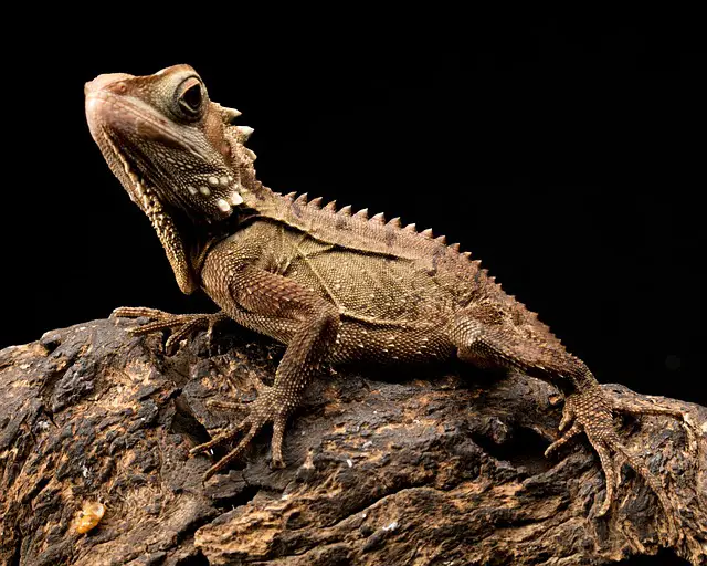 Can I Use a Red Heat Bulb for My Bearded Dragon? Expert Advice