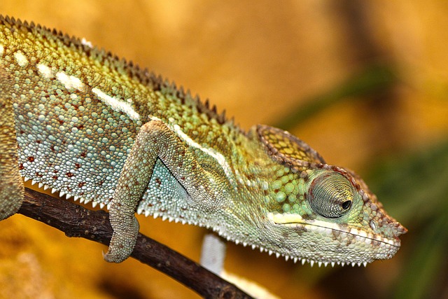 Why Does My Chameleon Go to the Bottom of the Cage: Understanding the Possible Reasons