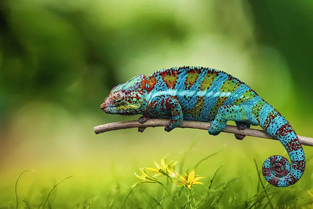 Do Chameleons Have Taste Buds? A Look at Their Unique Sensory System