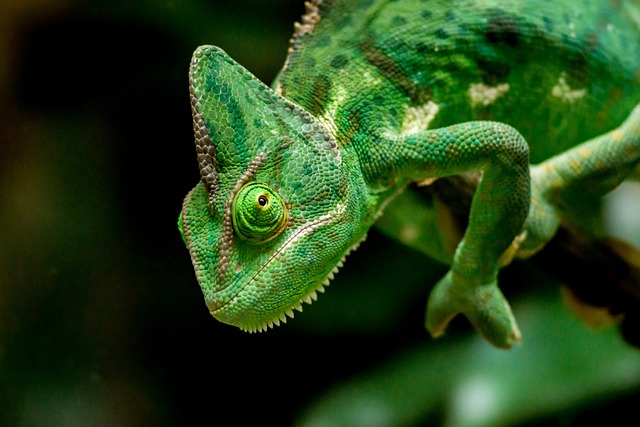 Why Does My Chameleon Sleep So Much: Causes and Solutions