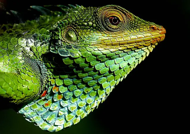 Can a Chameleon Have a Seizure? Exploring the Possibility