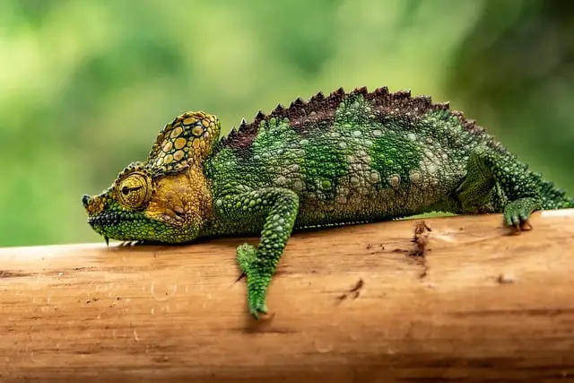 Do Chameleons Go on the Ground? Exploring Chameleons’ Habitat and Behavior