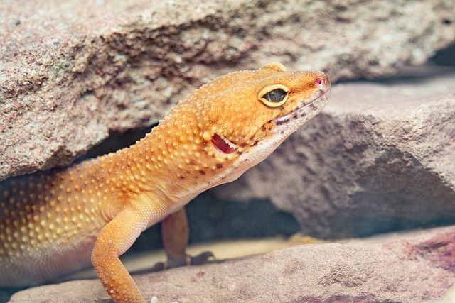 How Long Do Leopard Geckos Sleep: Uncovering Their Sleep Patterns