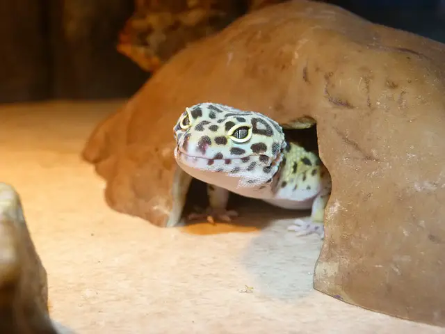 Can a Leopard Gecko Thrive in a 10 Gallon Tank?
