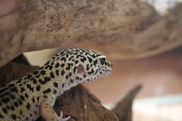 Do Leopard Geckos Brumate: A Comprehensive Guide