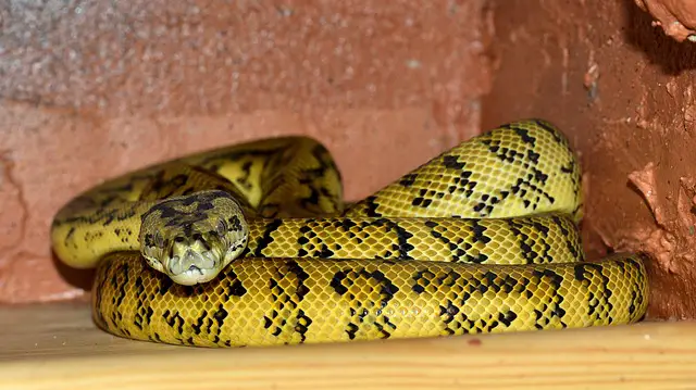 Why Do Snakes Curl Up: The Science Behind This Common Behavior