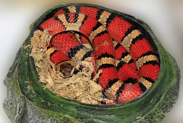 What Causes Kinks in Snakes: Understanding the Factors Behind This Common Condition