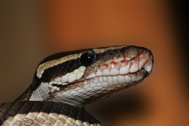 Ball Python Continually Opening Mouth. Causes and Solutions
