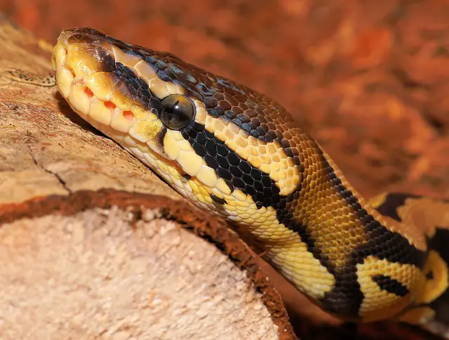 Do Ball Pythons Live Underground? Exploring the Natural Habitat of Ball Pythons