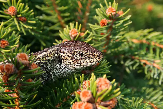 Are Mexican Beaded Lizards Poisonous? Facts You Need to Know