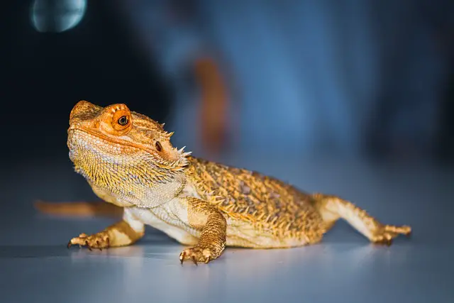 Can You Be Allergic to a Bearded Dragon? Discover the Facts