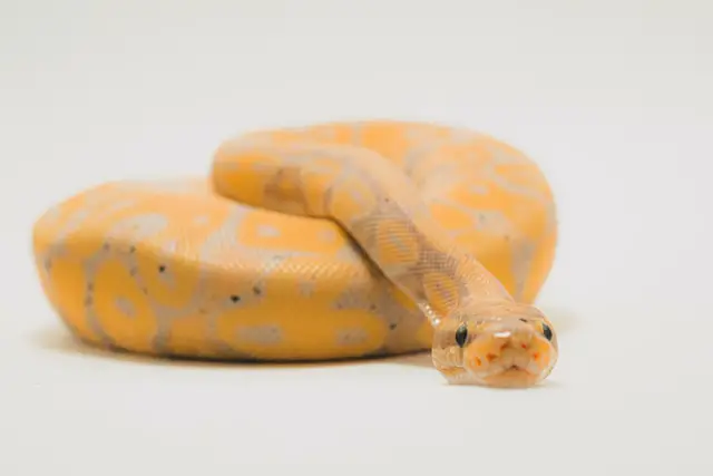 Why Do Snakes Kink? Exploring the Reasons Behind This Common Behavior