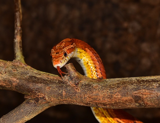 Can Corn Snakes See in the Dark? Exploring Their Nocturnal Vision