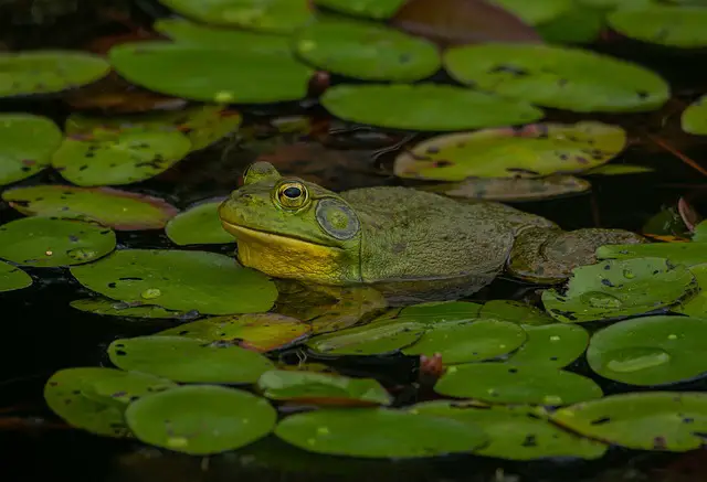 Can American Bullfrogs Bite? Exploring the Bite Force and Risks Associated with Bullfrog Bites