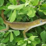 What Do Baby Green Anole Lizards Eat: A Comprehensive Guide