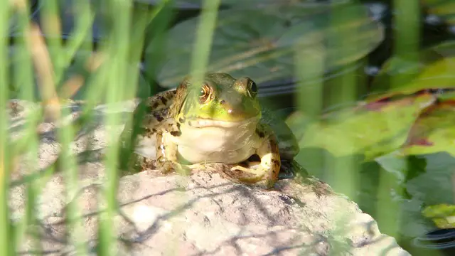 Are American Bullfrogs Poisonous? Here’s What You Need to Know