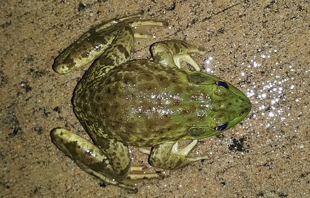Are American Bullfrogs Poisonous to Dogs? Here’s What You Need to Know.