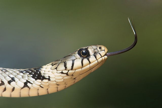Are Slow Worms and Grass Snakes the Same? Exploring the Differences and Similarities