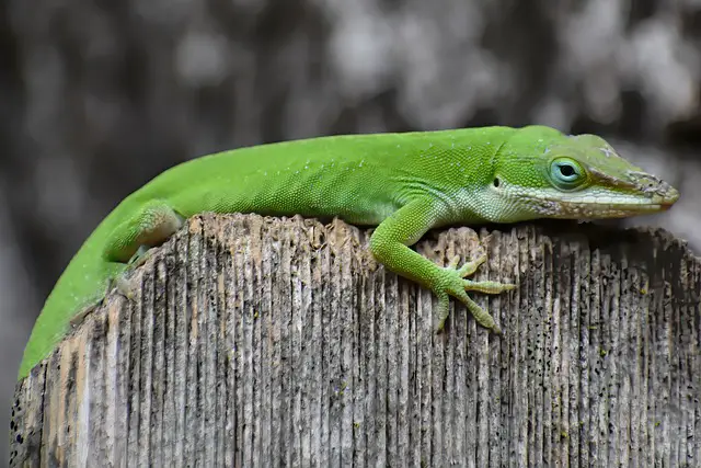 Do Green Anole Lizards Change Color? Exploring the Color-Changing Abilities of Green Anole Lizards.
