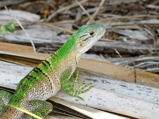 Do Green Anole Lizards Hibernate? A Clear Answer.