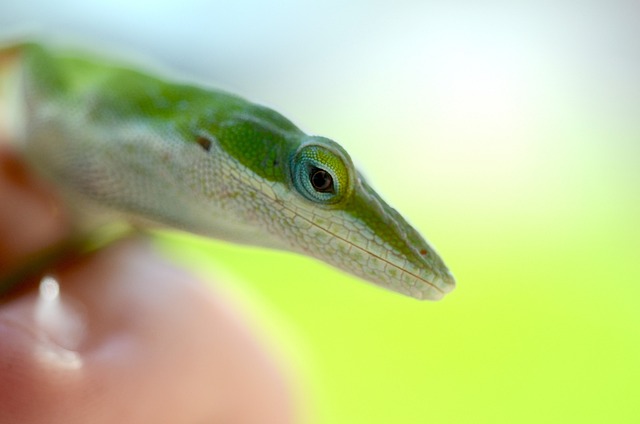 Can You Keep a Green Anole Lizard as a Pet? A Guide to Caring for These Reptiles