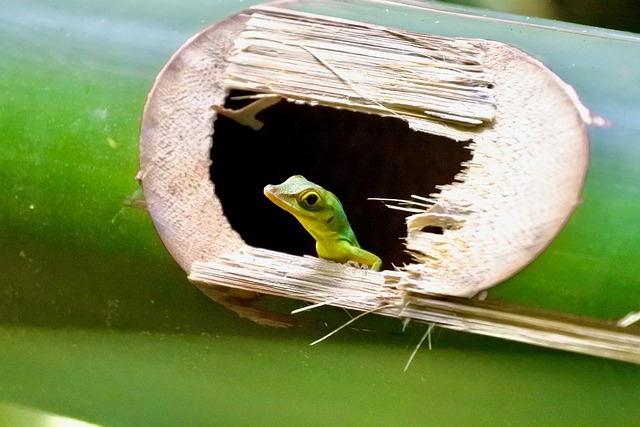 Do Green Anole Lizards Bite? Here’s What You Need to Know