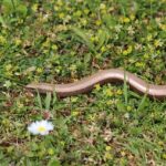 Are Slow Worms Edible? A Clear Answer to Your Question
