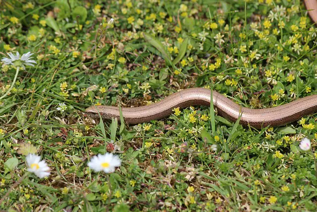 Are Slow Worms Edible? A Clear Answer to Your Question