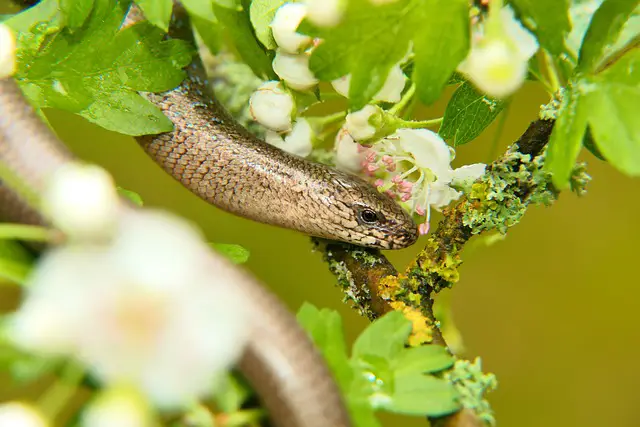 Can Slow Worms Swim? Exploring the Aquatic Abilities of These Legless Lizards