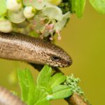Can Slow Worms Climb? A Comprehensive Look at Their Climbing Abilities