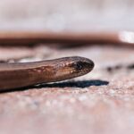 Can You Keep a Slow Worm as a Pet?