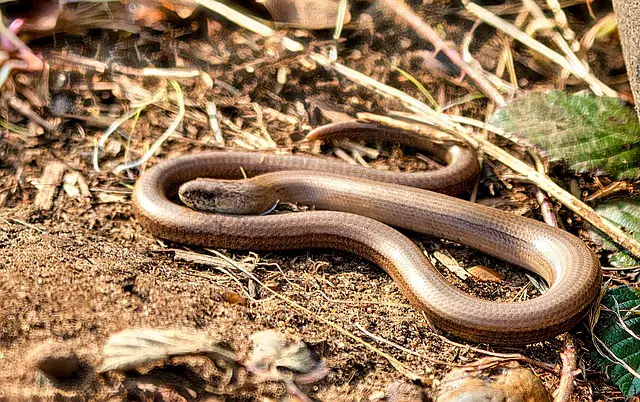 Do Slow Worms Go in Ponds? Exploring the Habitat Preferences of Slow Worms.