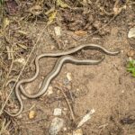 Can a Slow Worm Survive Being Cut in Half? The Truth About Slow Worm Regeneration