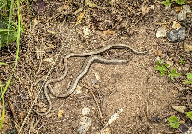 Can a Slow Worm Survive Being Cut in Half? The Truth About Slow Worm Regeneration