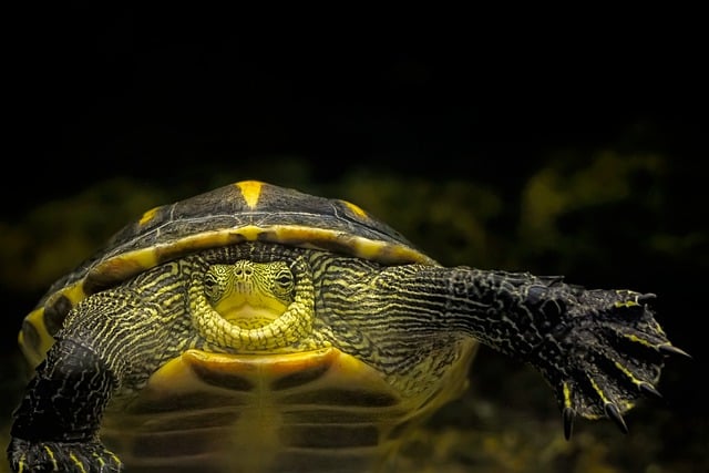 Are African Sideneck Turtles Good Swimmers? A Clear and Confident Answer