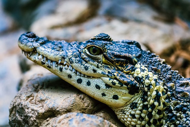 Are Black Caiman Apex Predators? Exploring Their Role in the Ecosystem