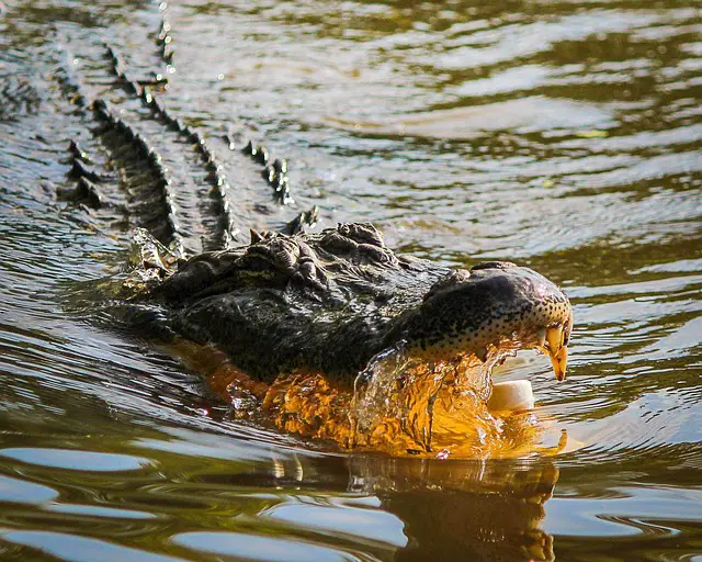 Black Caiman vs Alligators: Which is Bigger?