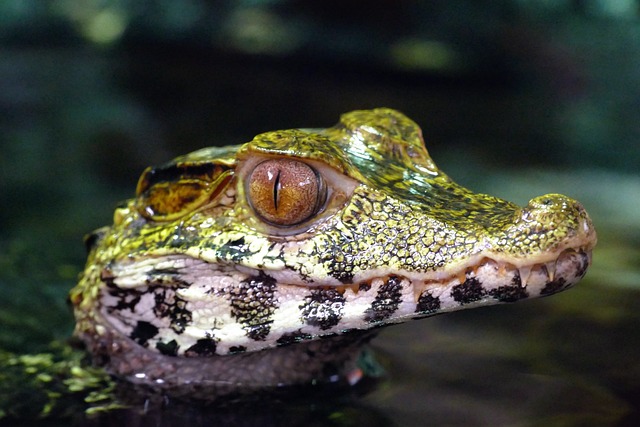 Can You Eat Black Caiman: Facts and Considerations