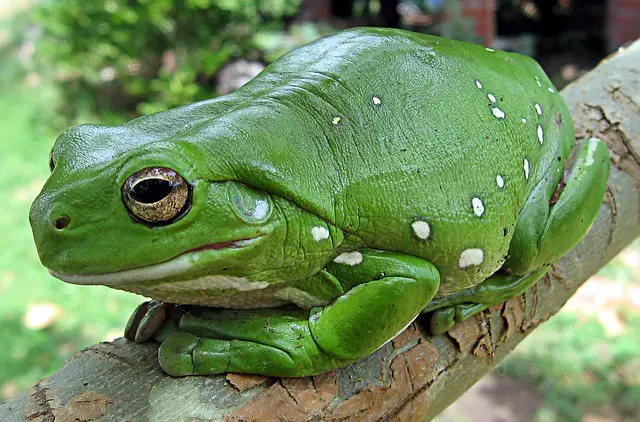 Are Australian Green Tree Frogs Poisonous? A Clear Answer